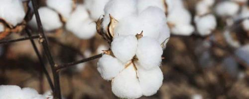 EZ9棉花品种简介，播种期在5月20日-6月5日