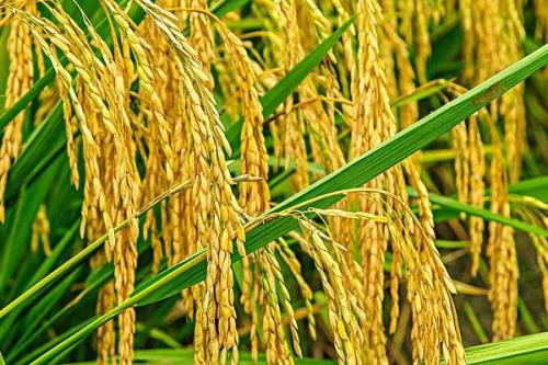 伍两优钰占水稻种子简介，每亩插足基本苗6万以上