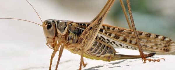 蝗虫能吃吗？蝗虫的营养价值