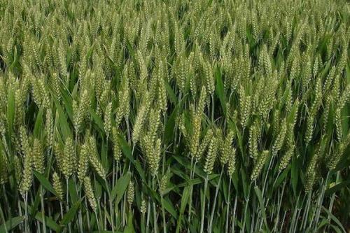 ZM148小麦种简介，生育期251天