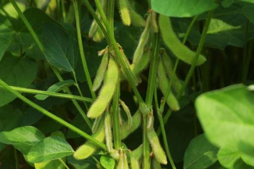 吉育258大豆种子介绍，中等肥力地块3万株