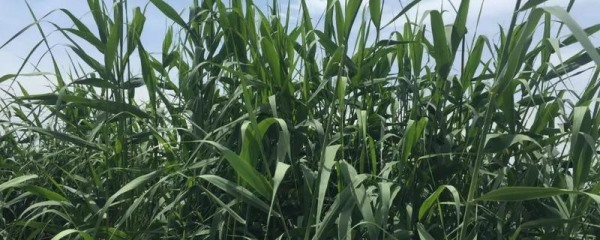 芦苇是常绿还是落叶植物，芦苇有什么作用