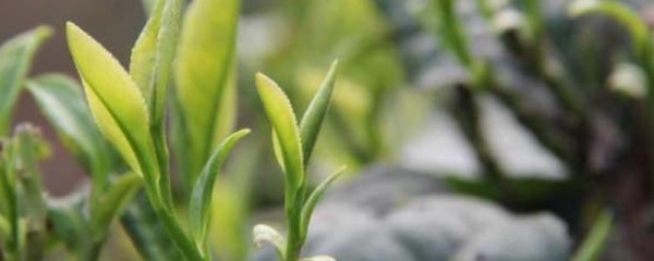 茶胴枯病，主要防治方法是什么