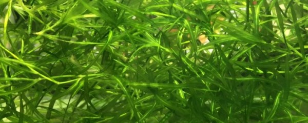 水蕴草和蜈蚣草有什么不同，附蜈蚣草的种植技术