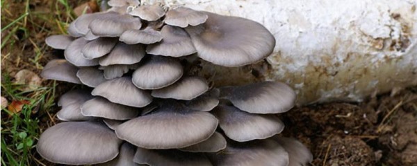 冻菌的种植方法，冻菌怎么做好吃