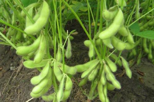 吉育258大豆种子介绍，中等肥力地块3万株