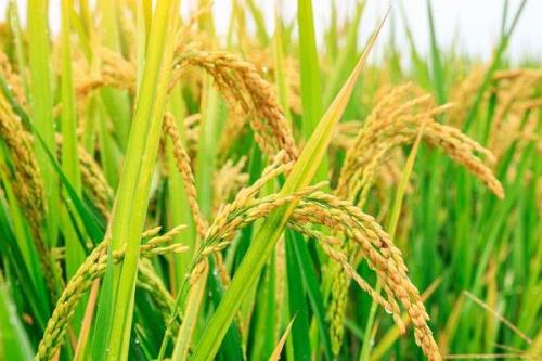 徽两优815水稻品种简介，每亩肥料用量为纯氮10千克