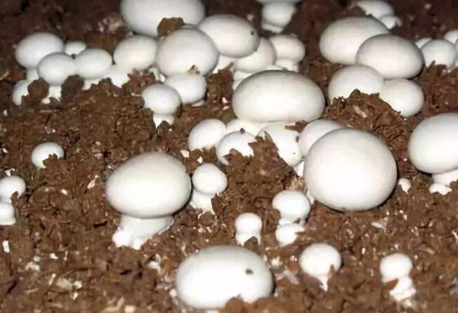 山东聊城特产 莘县蘑菇