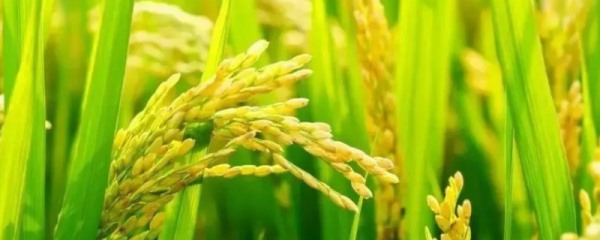 多效唑和磷酸二氢钾可以混用吗，附多效唑的使用方法