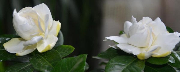 盆栽栀子花怎么养？附盆栽栀子花的注意事项