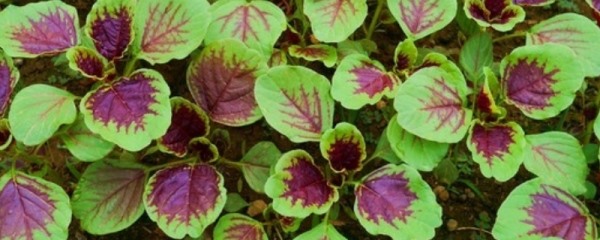 苋菜最佳种植时间，附苋菜实用种植技术与要点