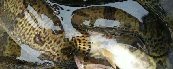 鳜鱼和桂鱼的区别，有哪些营养价值