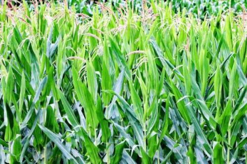 户单5000玉米种简介，适宜播种期6月上旬～6月中旬