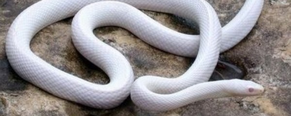 玉米蛇怎么养最好？玉米蛇的生活习性