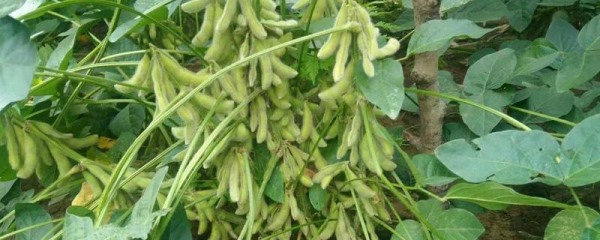 黄豆的种植方法，怎样防治病虫害
