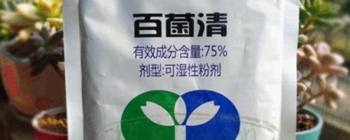 百菌清杀菌剂治什么病，主治稻瘟病、叶锈病、叶斑病等