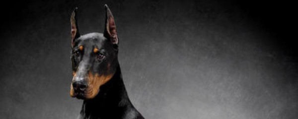 杜宾犬打架凶吗？杜宾犬能长多大