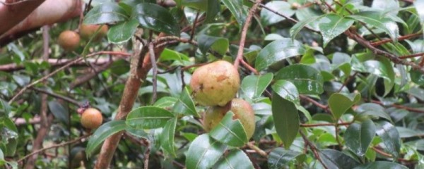 茶油，附生长条件及茶油产业