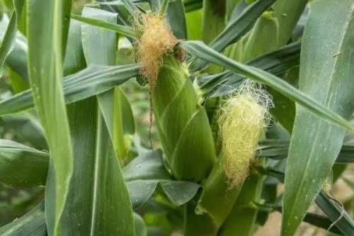 L2318玉米种子介绍，适宜播种期4月下旬至5月上旬