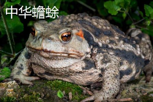 蟾蜍真的会吃蛇吗，会捕食蛇类且不罕见