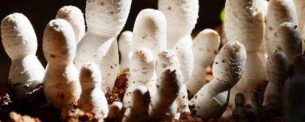 鸡腿菇怎么保存才好？鸡腿菇的营养价值