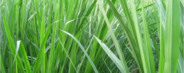 甜象草与皇竹草有什么不同，附甜象草和皇竹草简介