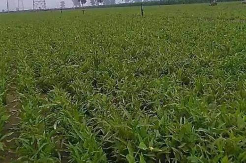 半夏种子的价格与种植技术，市场售价一斤大约需要35-50元左右