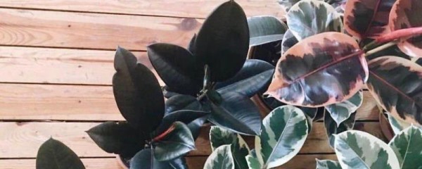 橡皮树怎么浇水，橡皮树的喷水时间