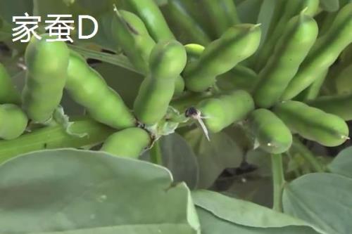 蚕豆的成熟期，每年5月份可上市