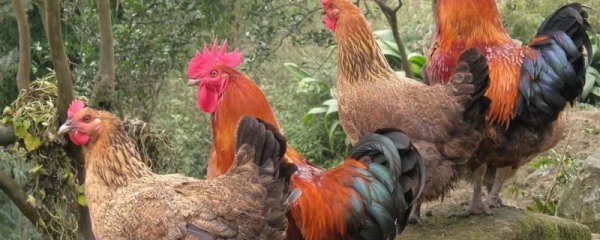 鸡球虫病防治方法，病因和症状如何