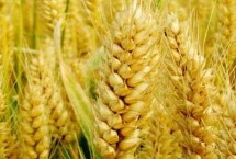 众岱100小麦种简介（每亩适宜基本苗20～22万）