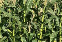 中科608玉米品种简介（夏播生育期102天）