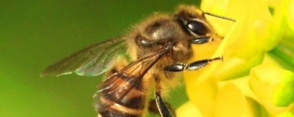 怎么辨认是不是侦查蜂？侦查蜂有什么作用