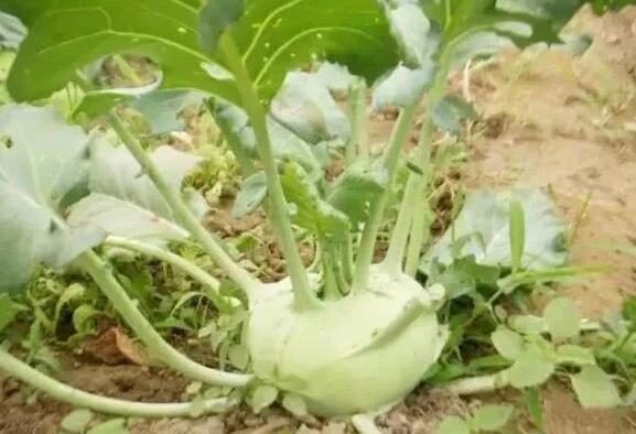 山西忻州特产 涔山芥菜