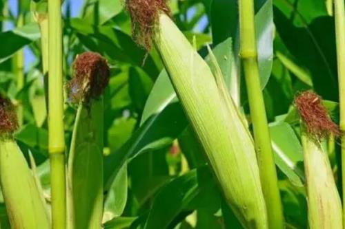 正大507玉米种子特点，生育期95.4天