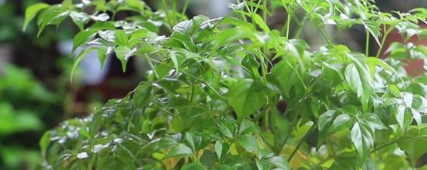 幸福树开花吗？附生长习性