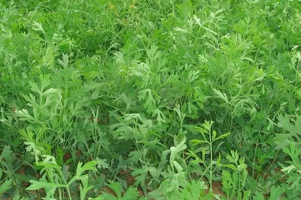 防风怎么种，种植结束和细节把控