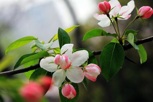 海棠花怎么种植，需要将其放在光线好的地理位置