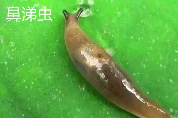 鼻涕虫和水蛭有什么区别，鼻涕虫以植物为食、水蛭以血液为食