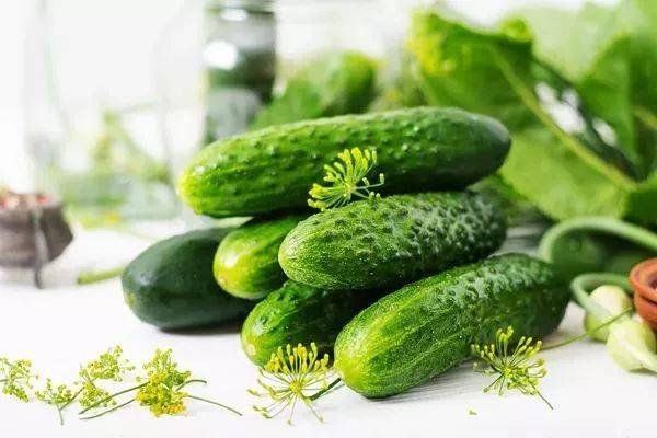 黄瓜种植管理技术要点，黄瓜种植