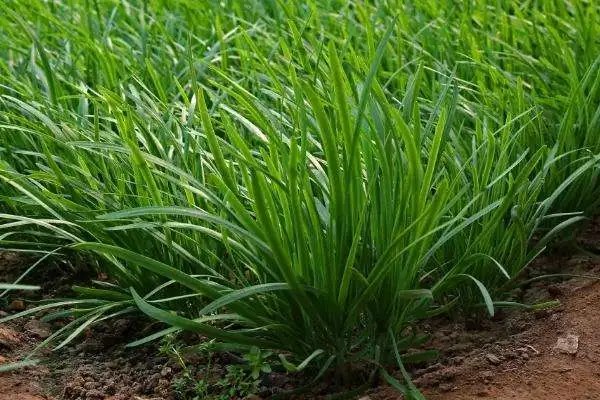 关于韭菜的种法，种植技巧和注意事项