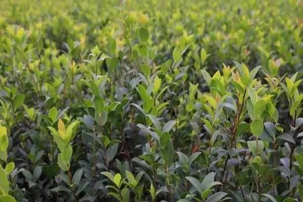 油茶树的种植栽培，构树套种技术