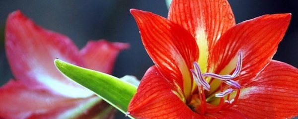 朱顶红的花语，渴望被爱、成双成对均是它的花语