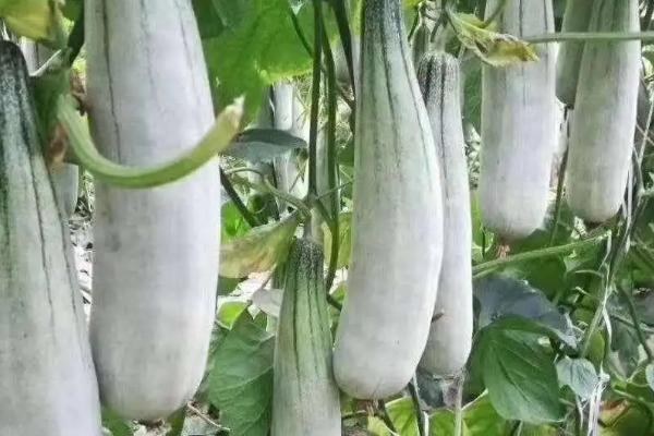 羊角蜜甜瓜六月能种吗