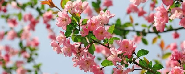 海棠花的开放时间，一般为4-5月份