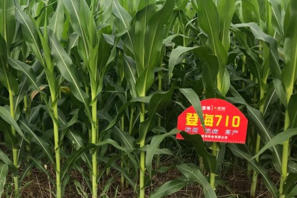 登海710玉米品种简介