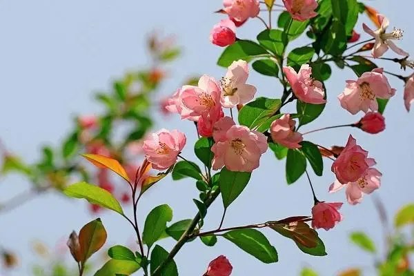 海棠花开花时间，最佳观赏期