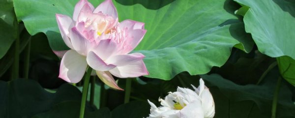 荷花的品种，这6种的株型和花色不一