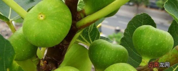 无花果的日常养护，日常修剪管理