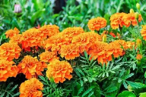花卉生小飞虫处理，花卉虫害防治方法